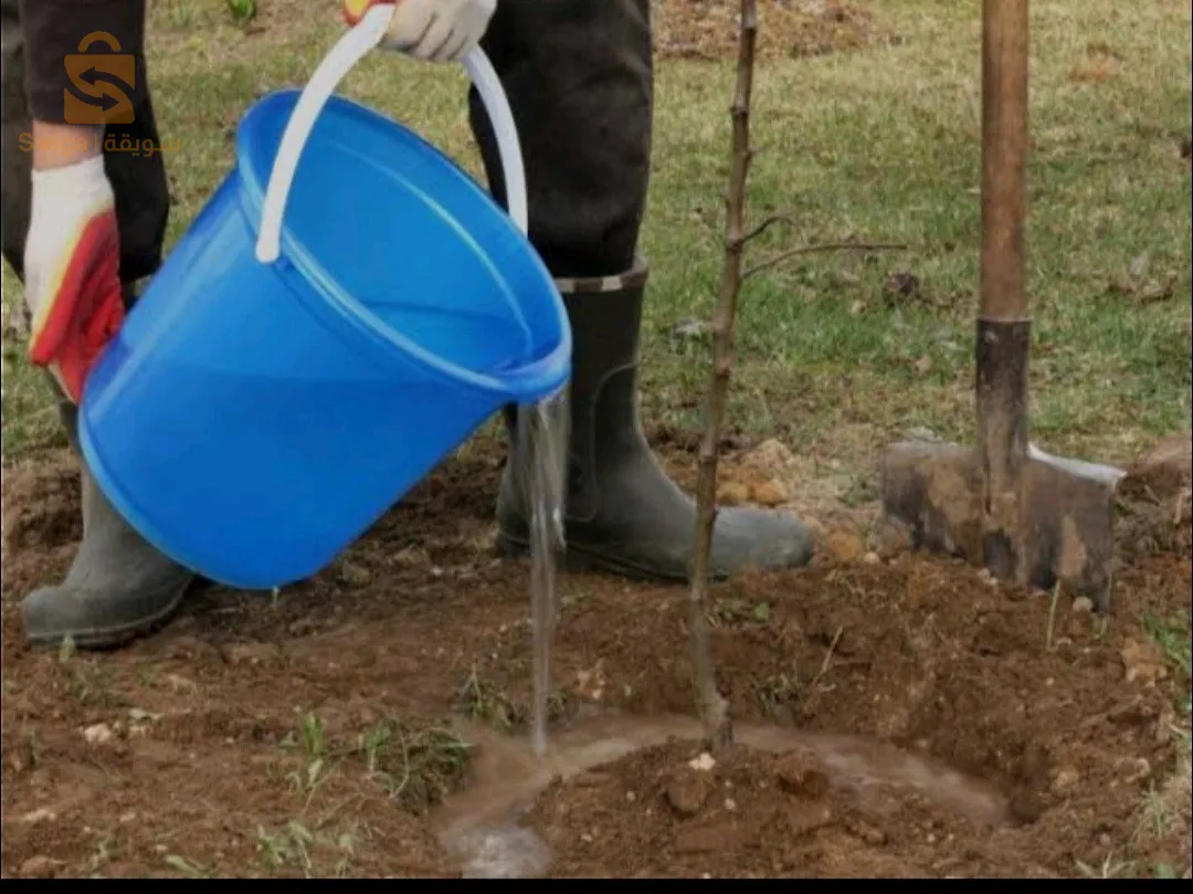 Spécialiste en Tout ce qui concerne les arbres et les jardins
