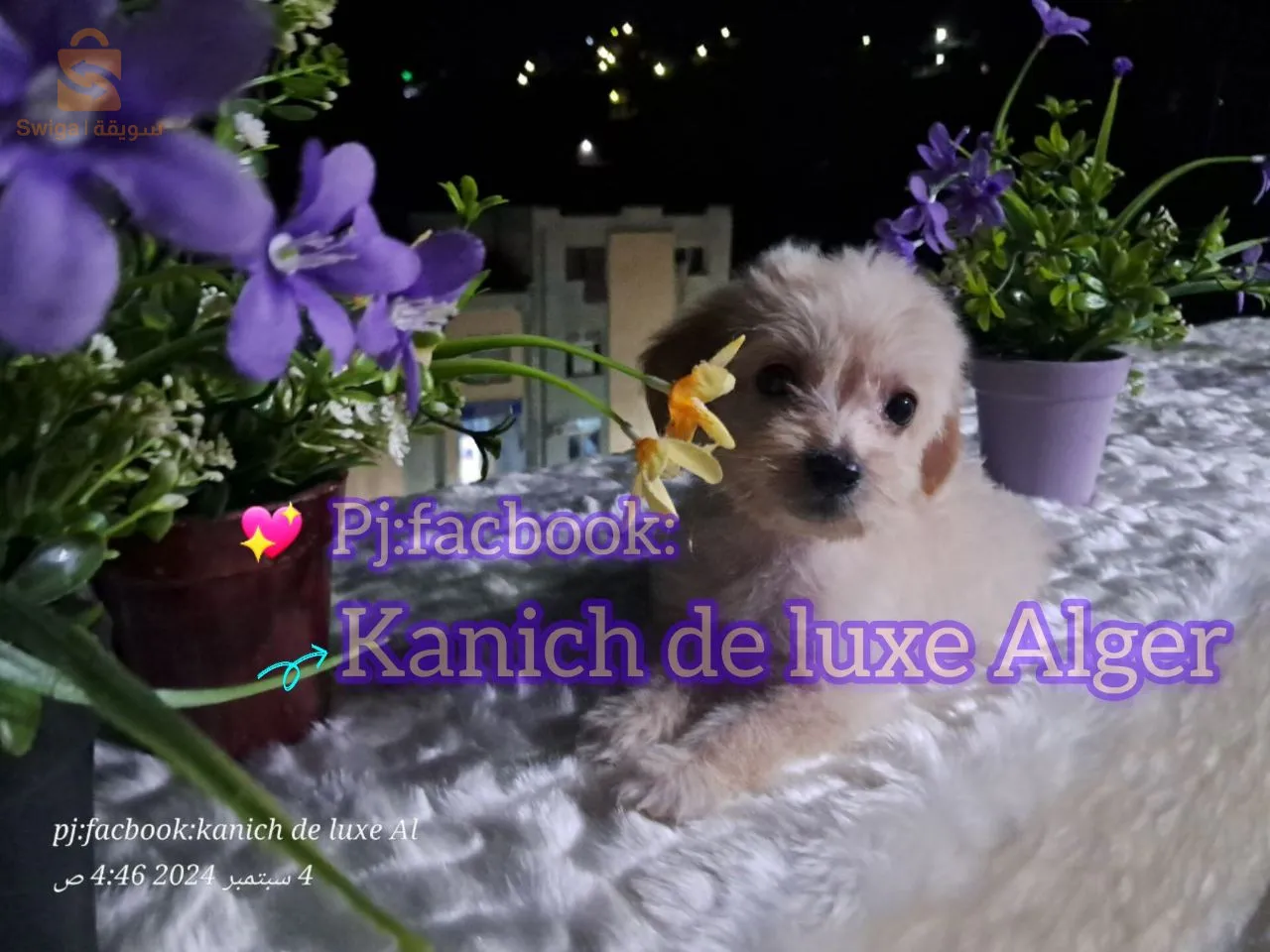 كانيش بيشون هافاني قزم