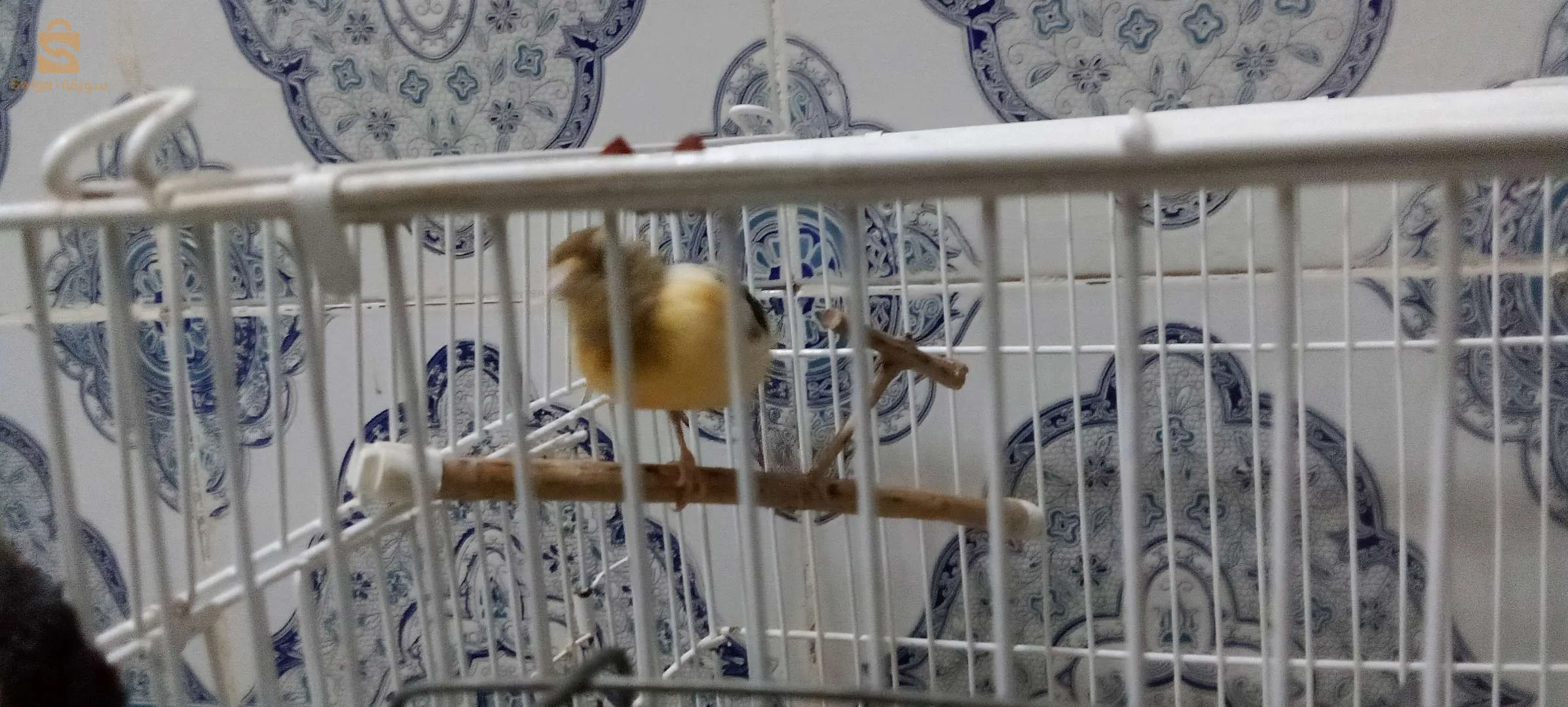 Canaris à vendre, 2 canaris Gloster, 2 canaris à crête, 2 canaris, jaune