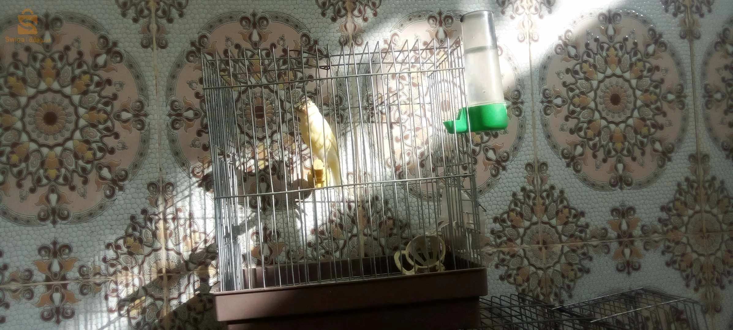 Canaris à vendre, 2 canaris Gloster, 2 canaris à crête, 2 canaris, jaune