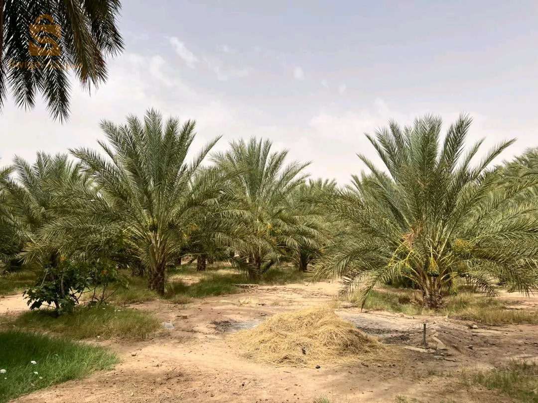 طولقة ولاية بسكرة