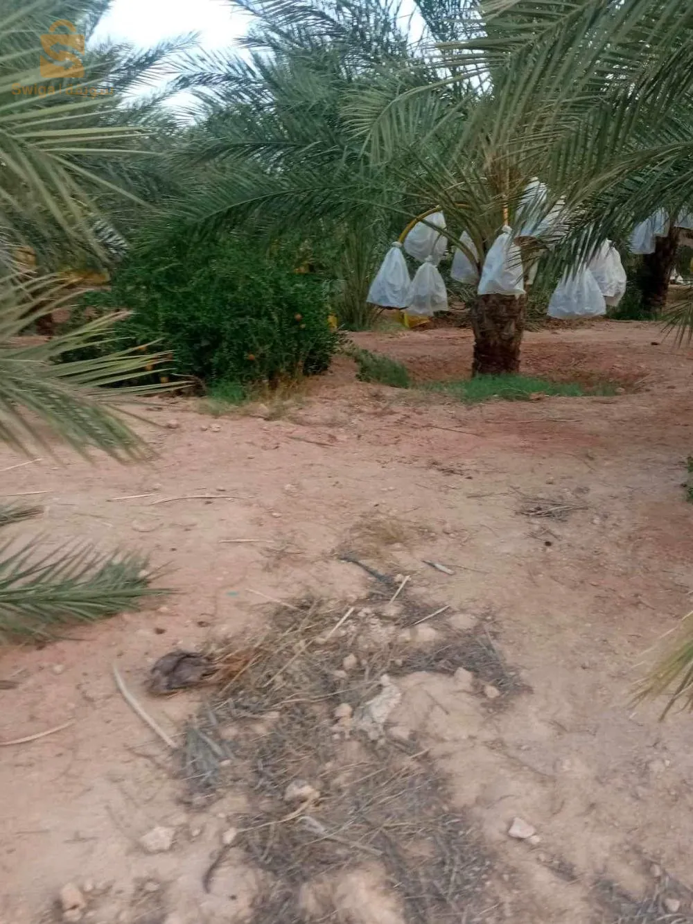 ام الجياف ولاية اولاد جلال