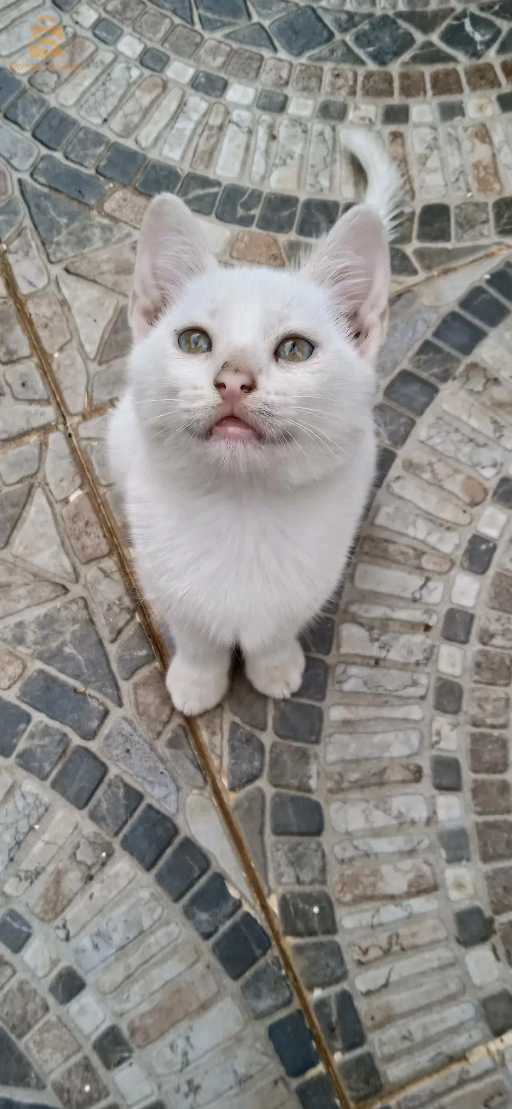 chat angora turc femelle