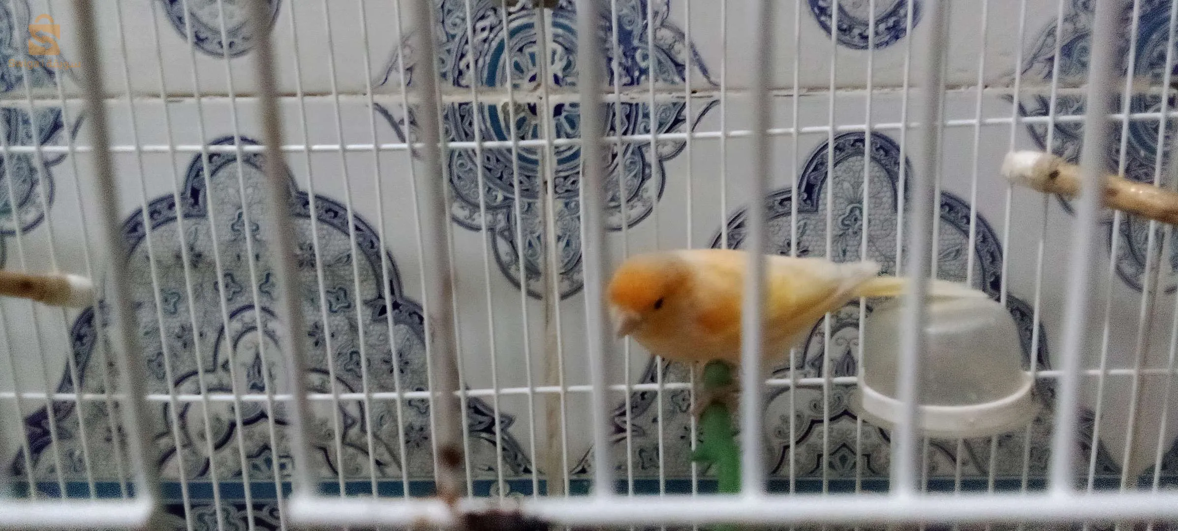 Canaris à vendre, 2 canaris Gloster, 2 canaris à crête, 2 canaris, jaune