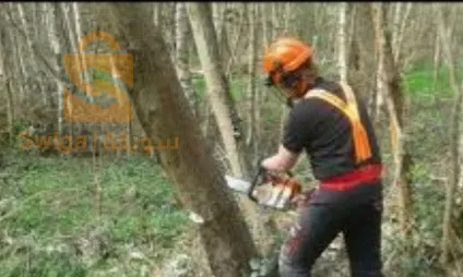 Spécialiste en Tout ce qui concerne les arbres et les jardins