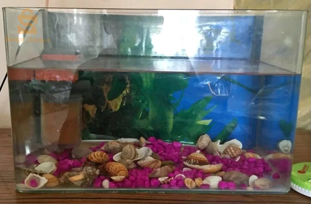 aquarium importation