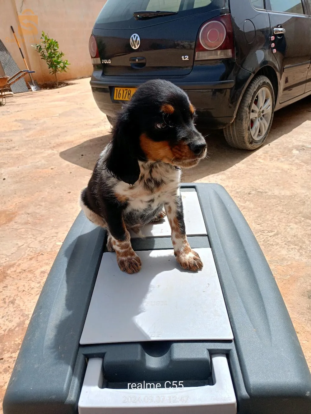 epagneul breton tricolore