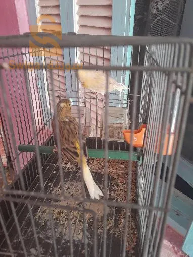لةااو