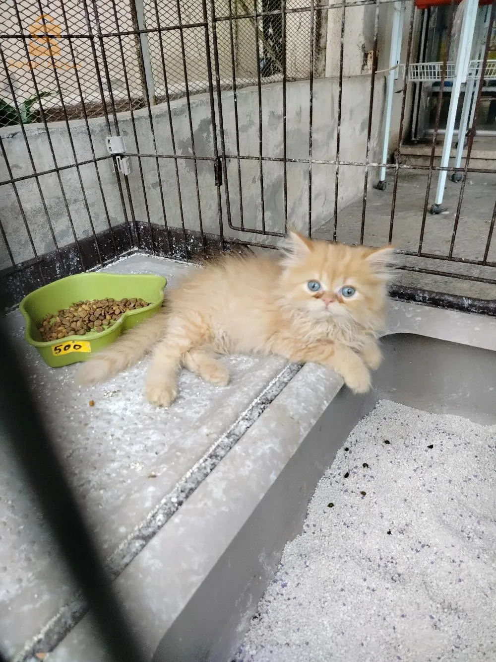 قطط شنشيلا هيمالايا