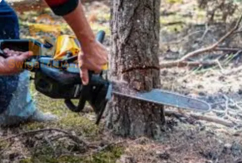 Spécialiste en Tout ce qui concerne les arbres et les jardins