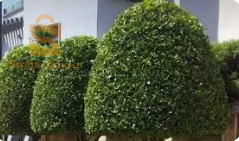 Décoration de jardin