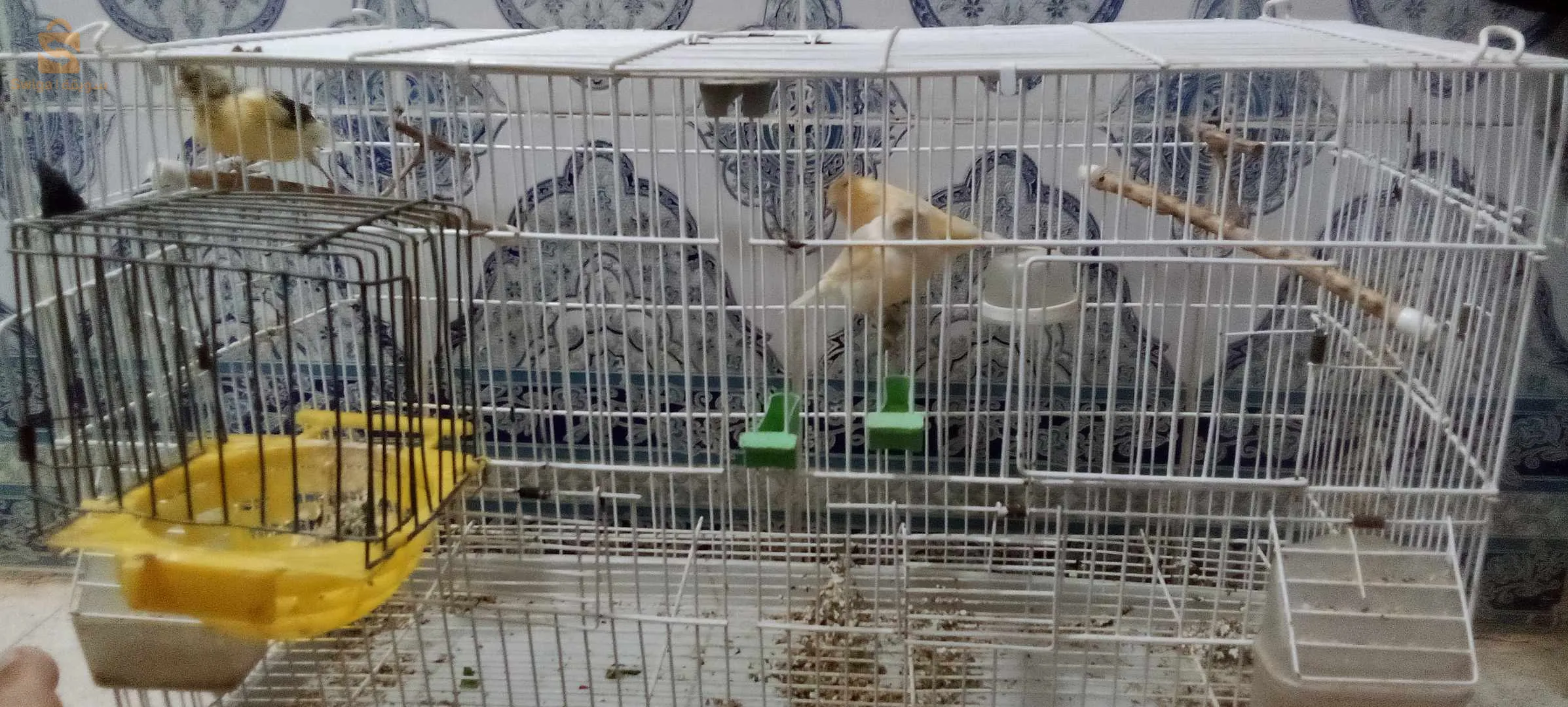 Canaris à vendre, 2 canaris Gloster, 2 canaris à crête, 2 canaris, jaune