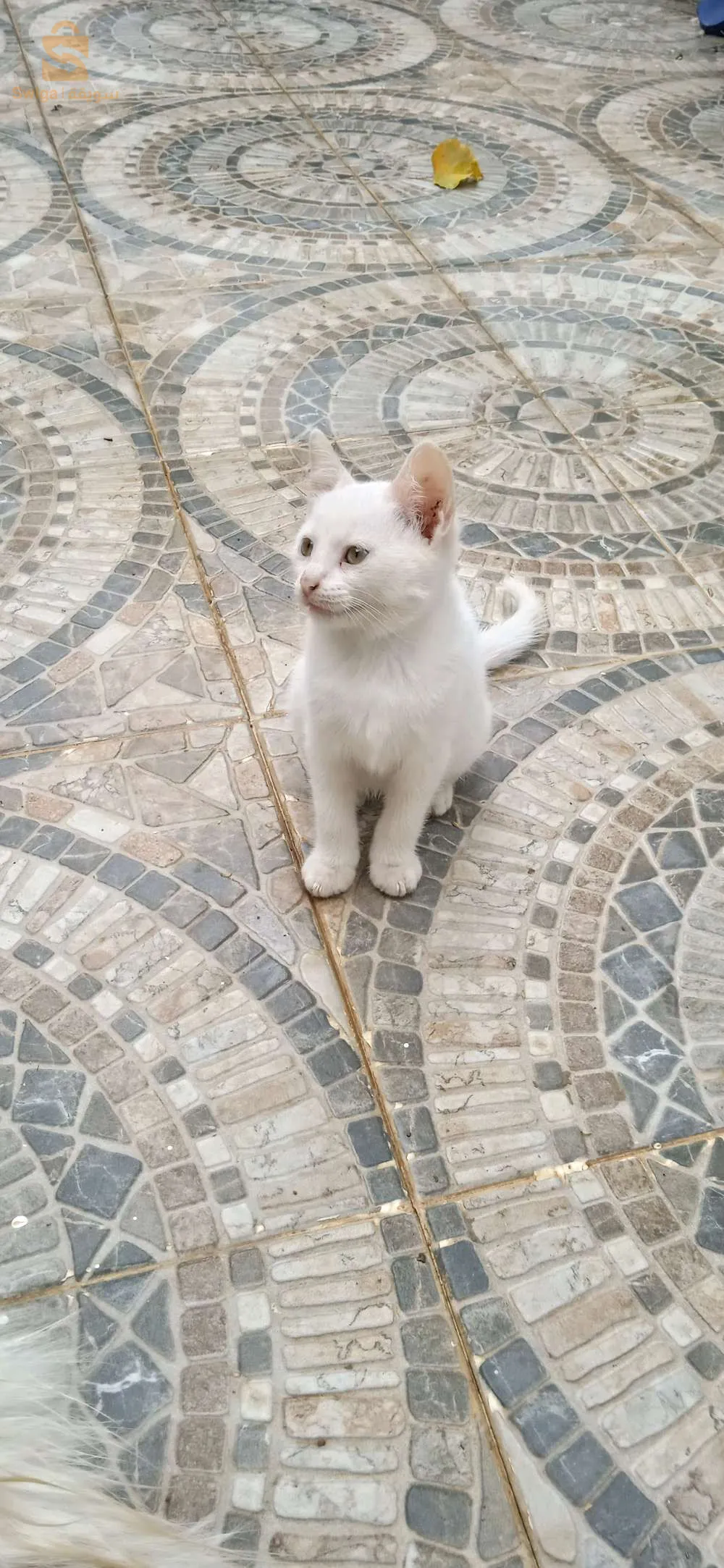 cat angora turc