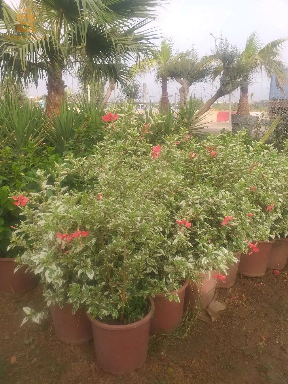 تزيين الحدائق