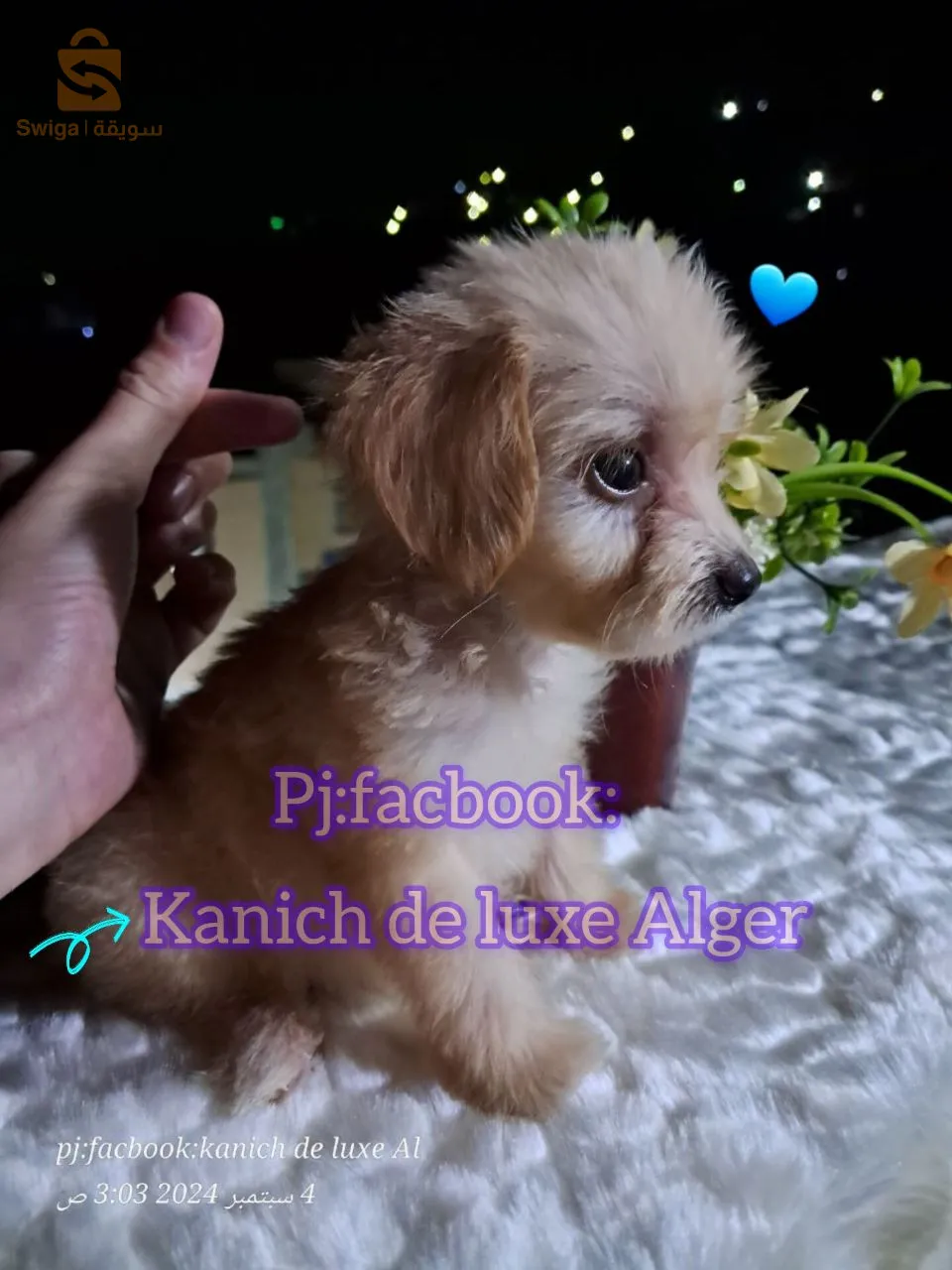 كانيش بيشون هافاني قزم