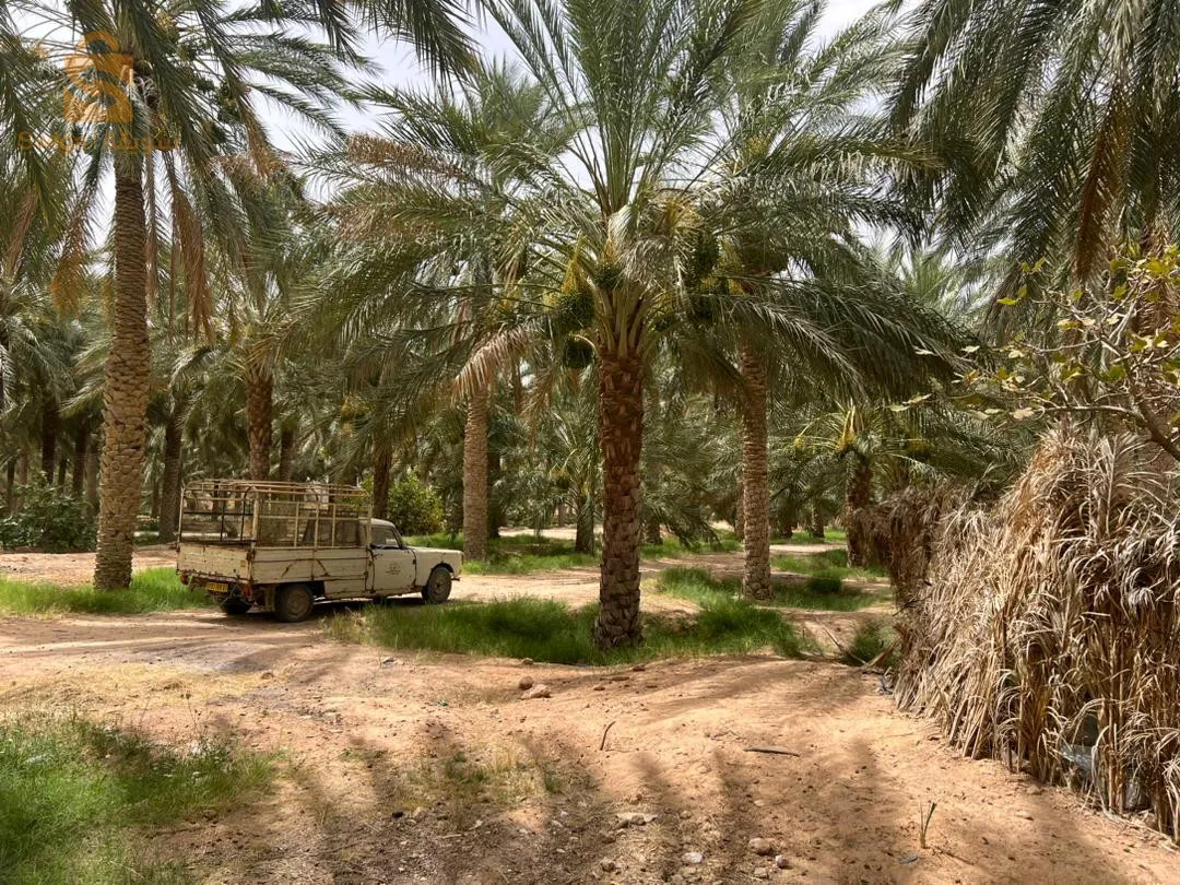 طولقة ولاية بسكرة