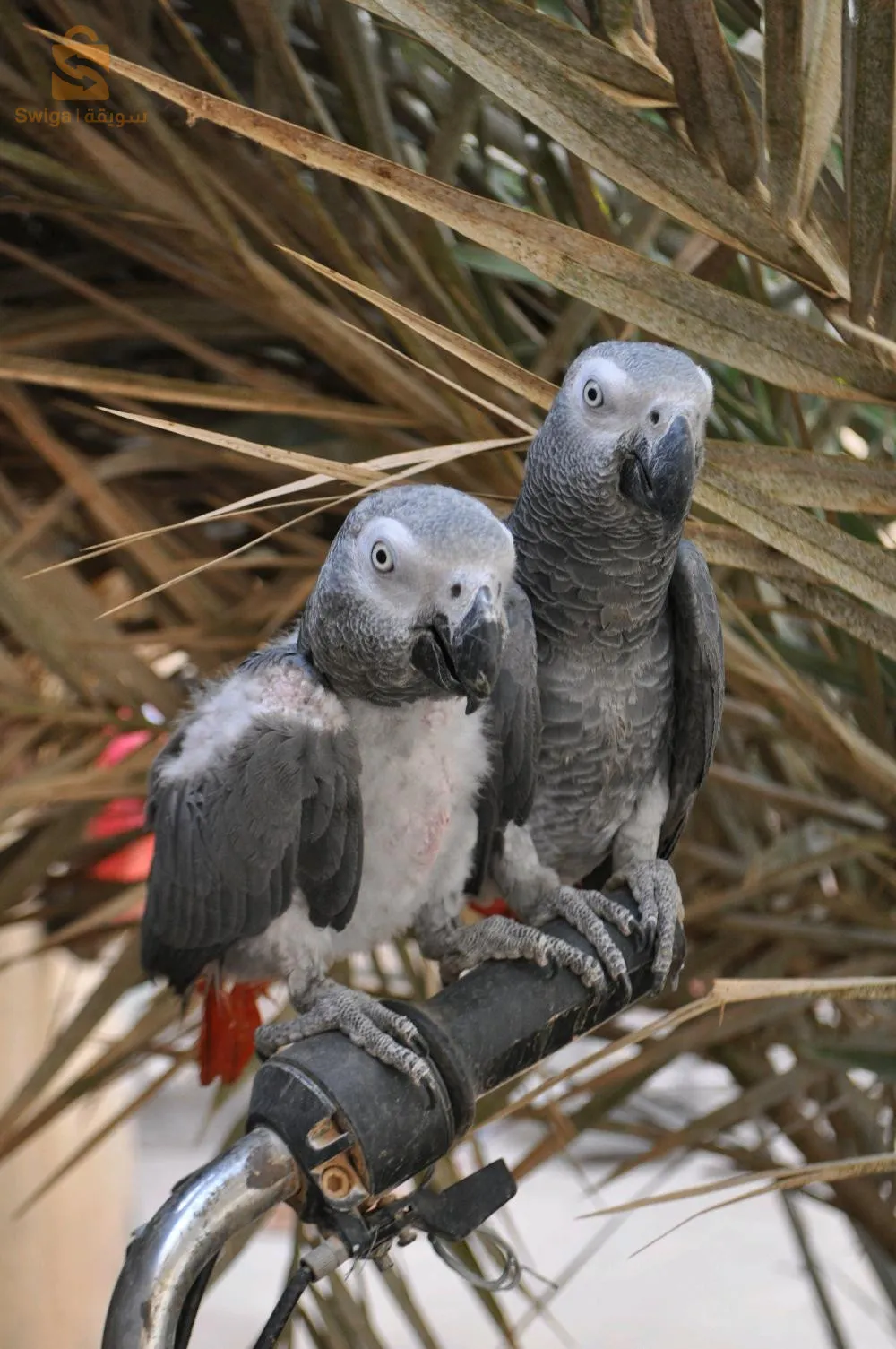 ببغاء غابوني