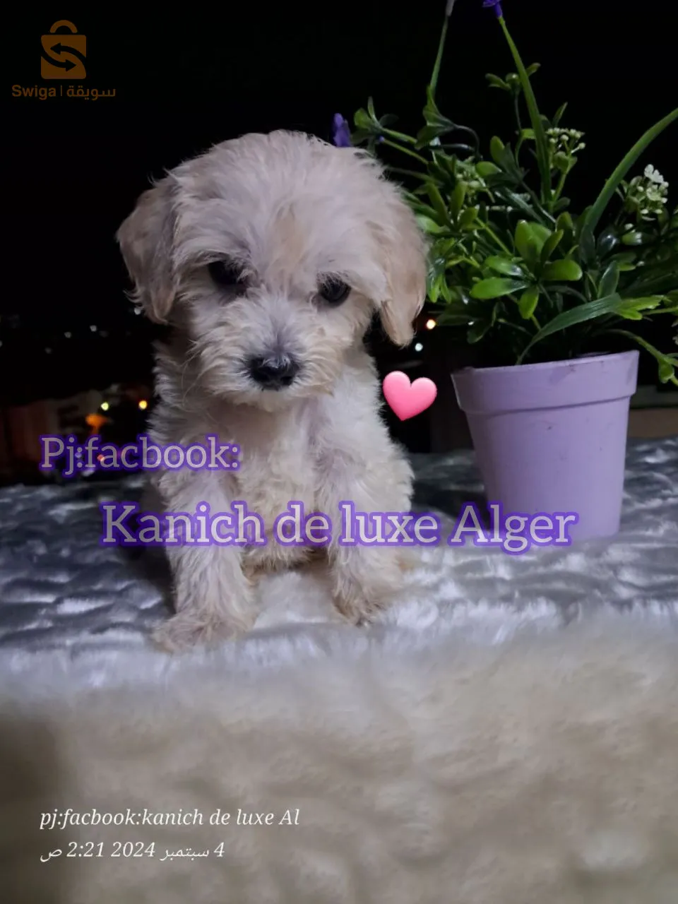 canich Bichon Havanais nain