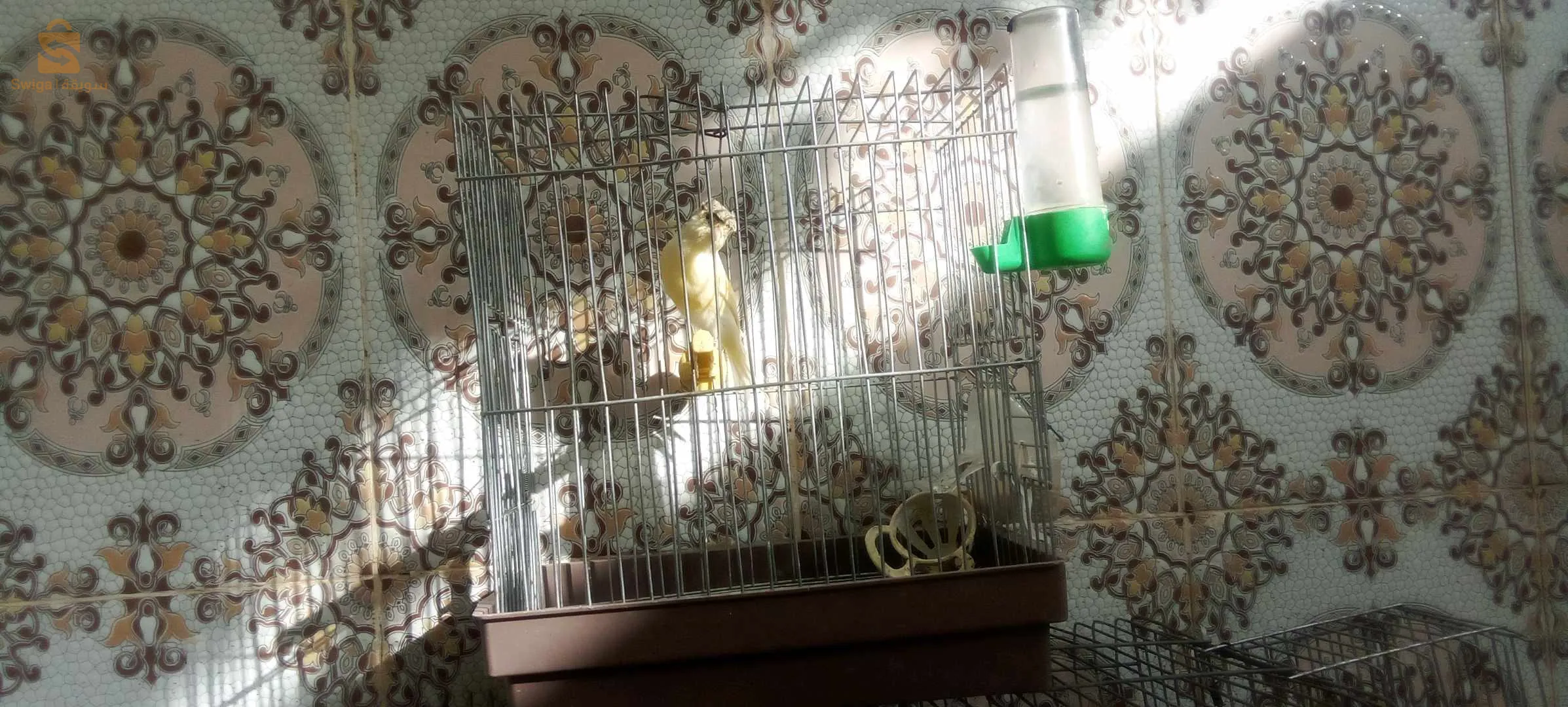 Canaris à vendre, 2 canaris Gloster, 2 canaris à crête, 2 canaris, jaune