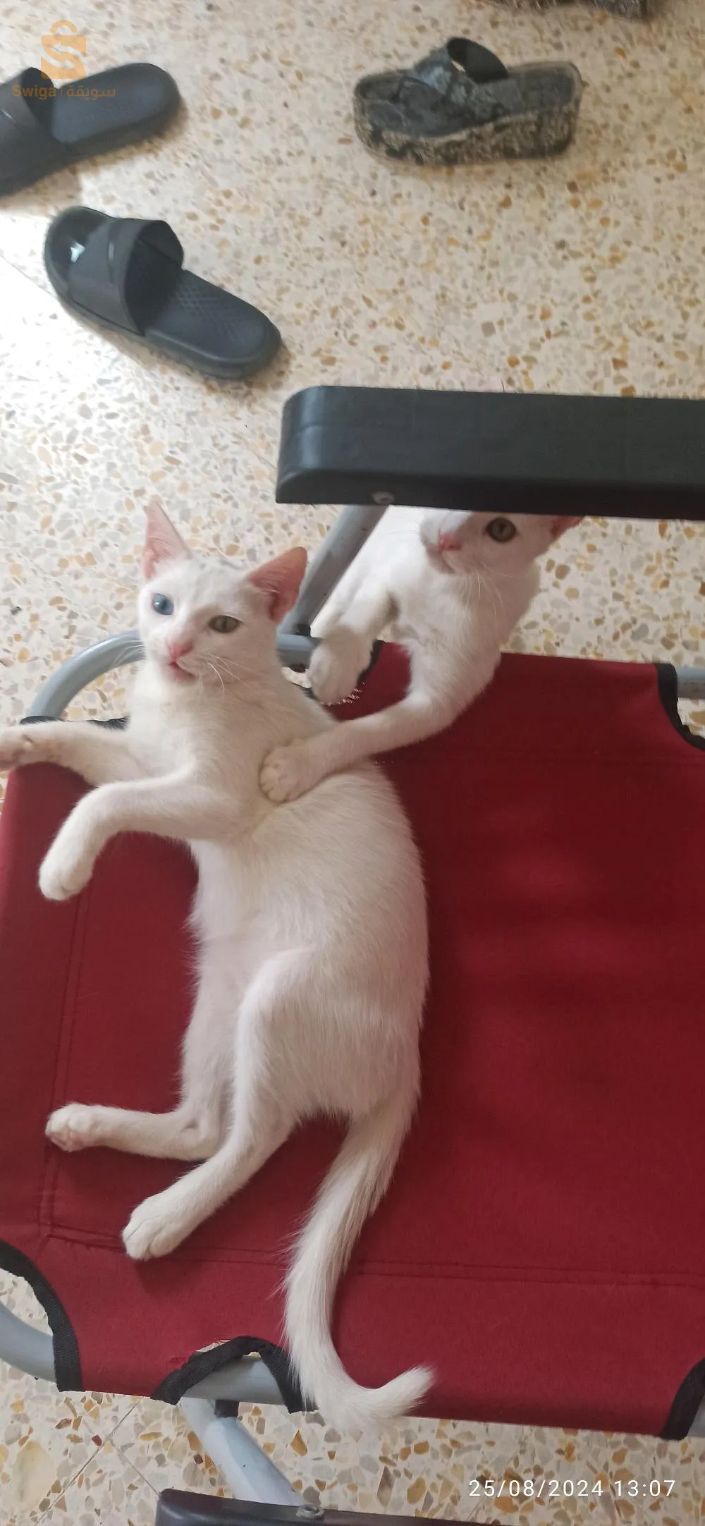 قط نوع اونقورا للبيع، ممكن التبادل ب قطة من نفس النوع❤️