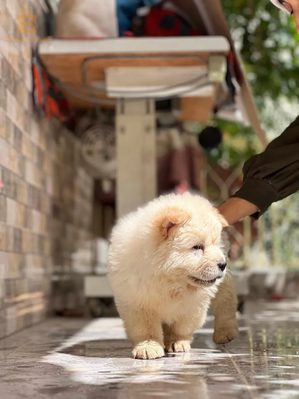 chow chow