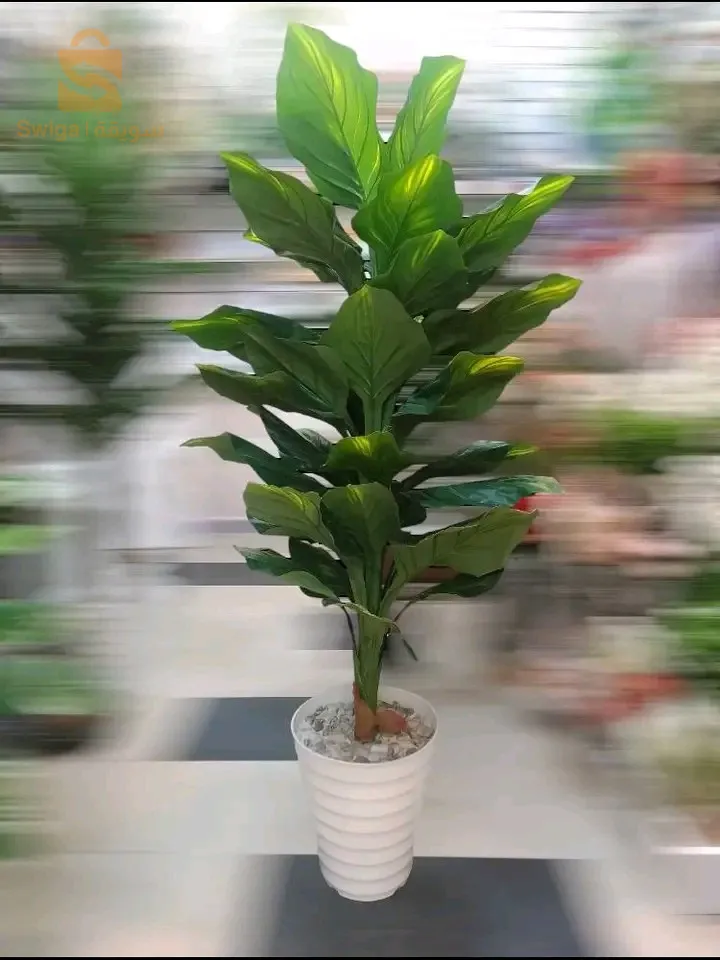 ابرز انواع الاشجار الطويلة عند محلاتنا بالمدية عند فرجاني