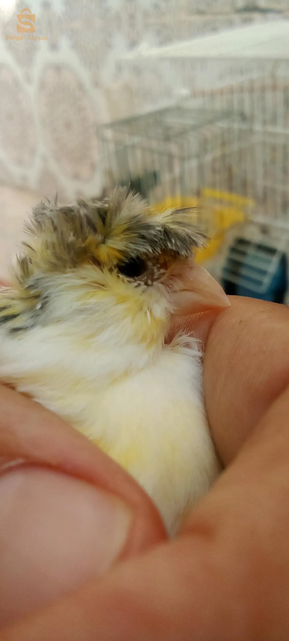 Canaris à vendre, 2 canaris Gloster, 2 canaris à crête, 2 canaris, jaune