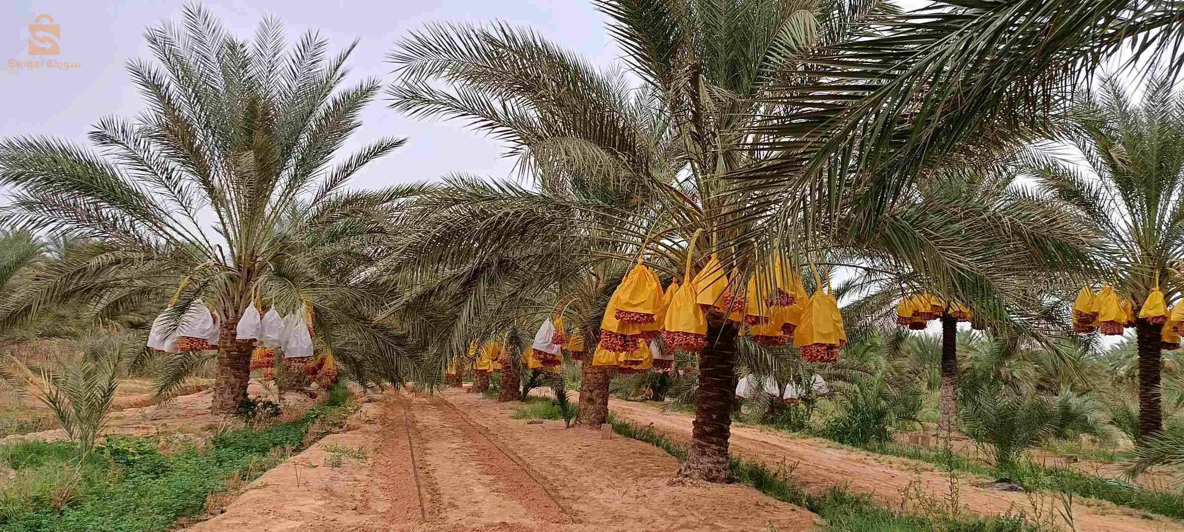 تمور نوعية ممتازة عرجون شمروخ كرطون