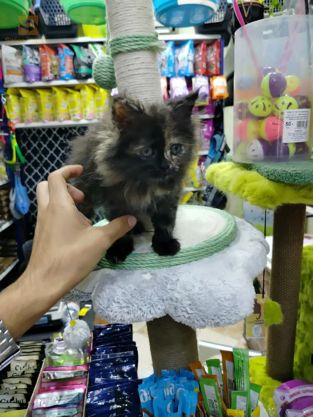 cats persan chinchilla Himalaya