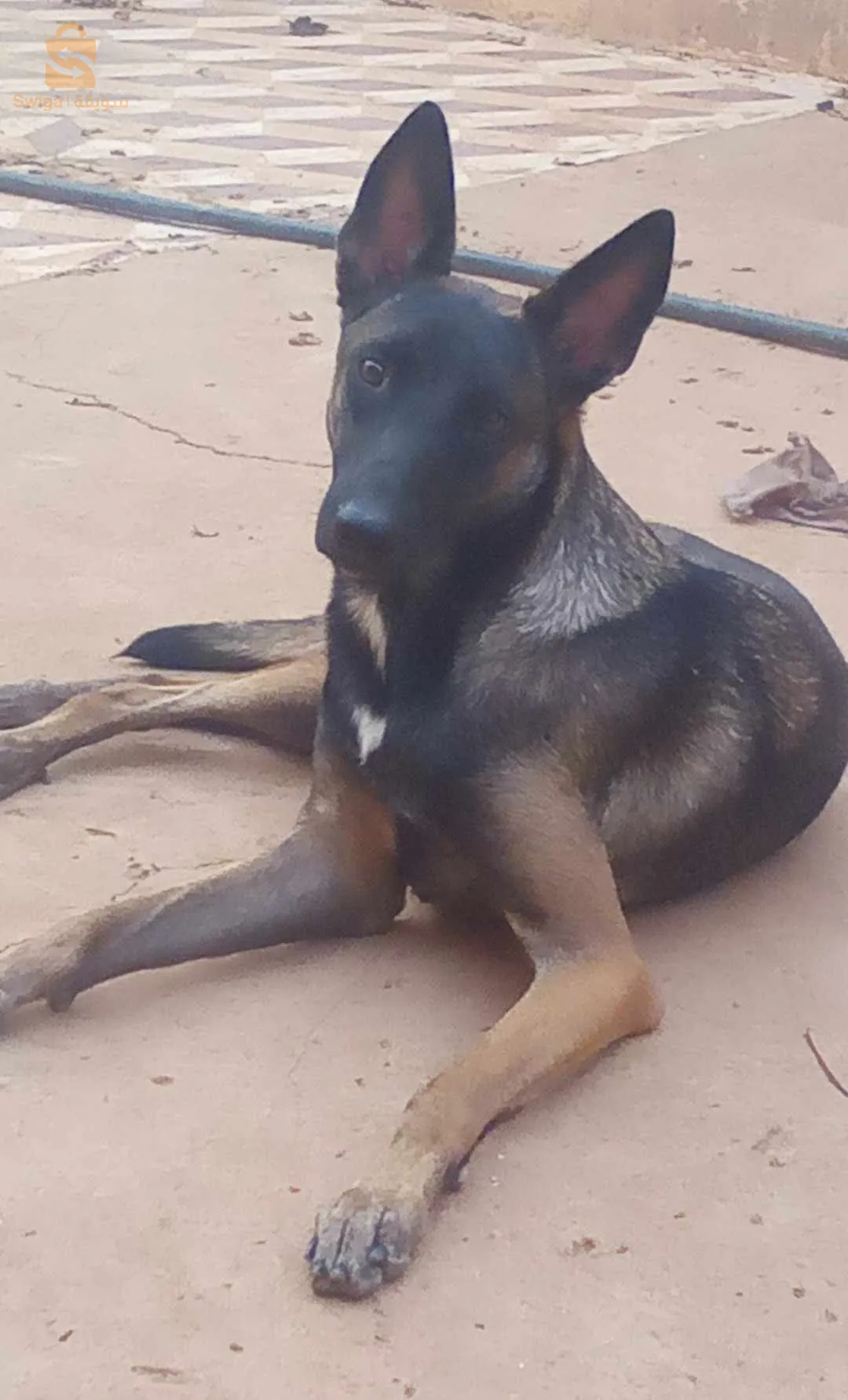 مالينوا ماسك نوار شاربوني 
فومالات