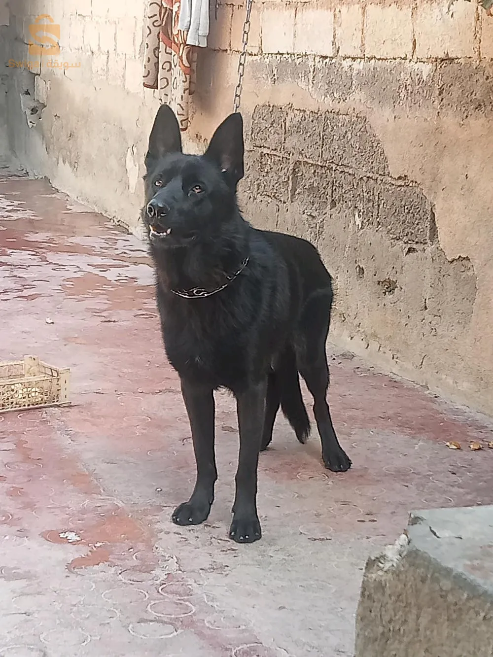 Berger allemand noir