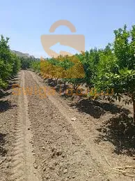 مزرعة فلاحية نموذجية بولاية تيبازة للبيع