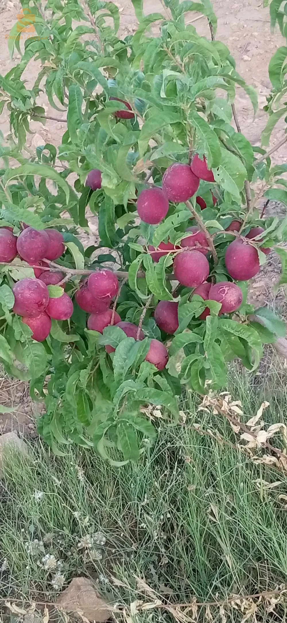 May God’s peace, mercy, and blessings be upon you Agricultural land for sale, Ain and Sarah, Al-Serso area, Djelfa state, land area 10 hectares, contains: housing + small Korean tank (water) Documents: real estate booklet 0673010552 0775812376 Interested person can contact the phone number