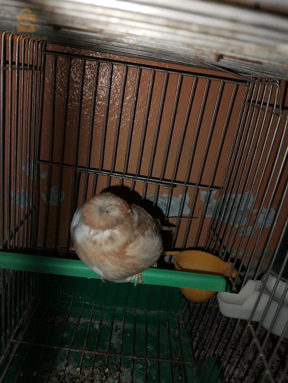 للبيع موزييك فمال عمرو6شهر وفمالة واجدة عمرها عام ونص