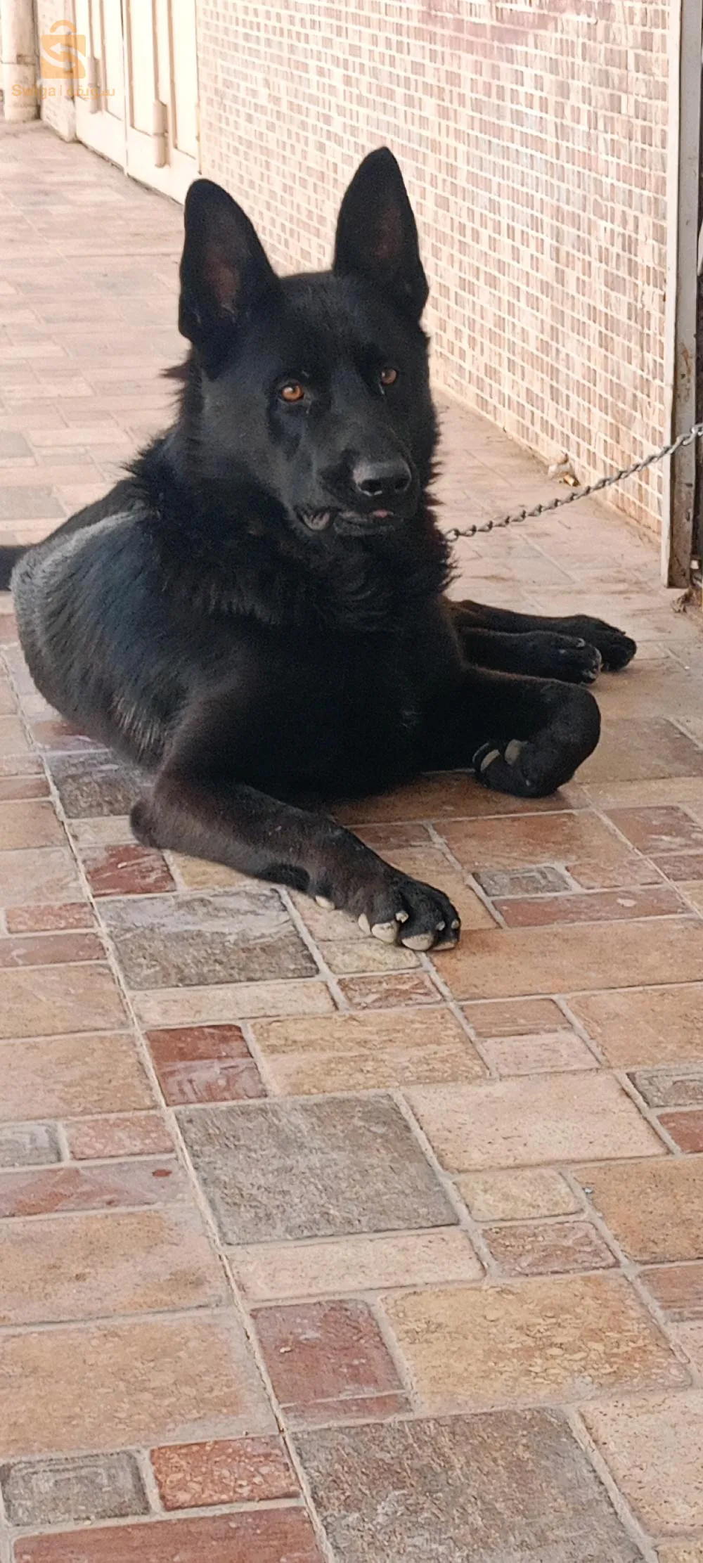 بارجي آلمون .نوار.