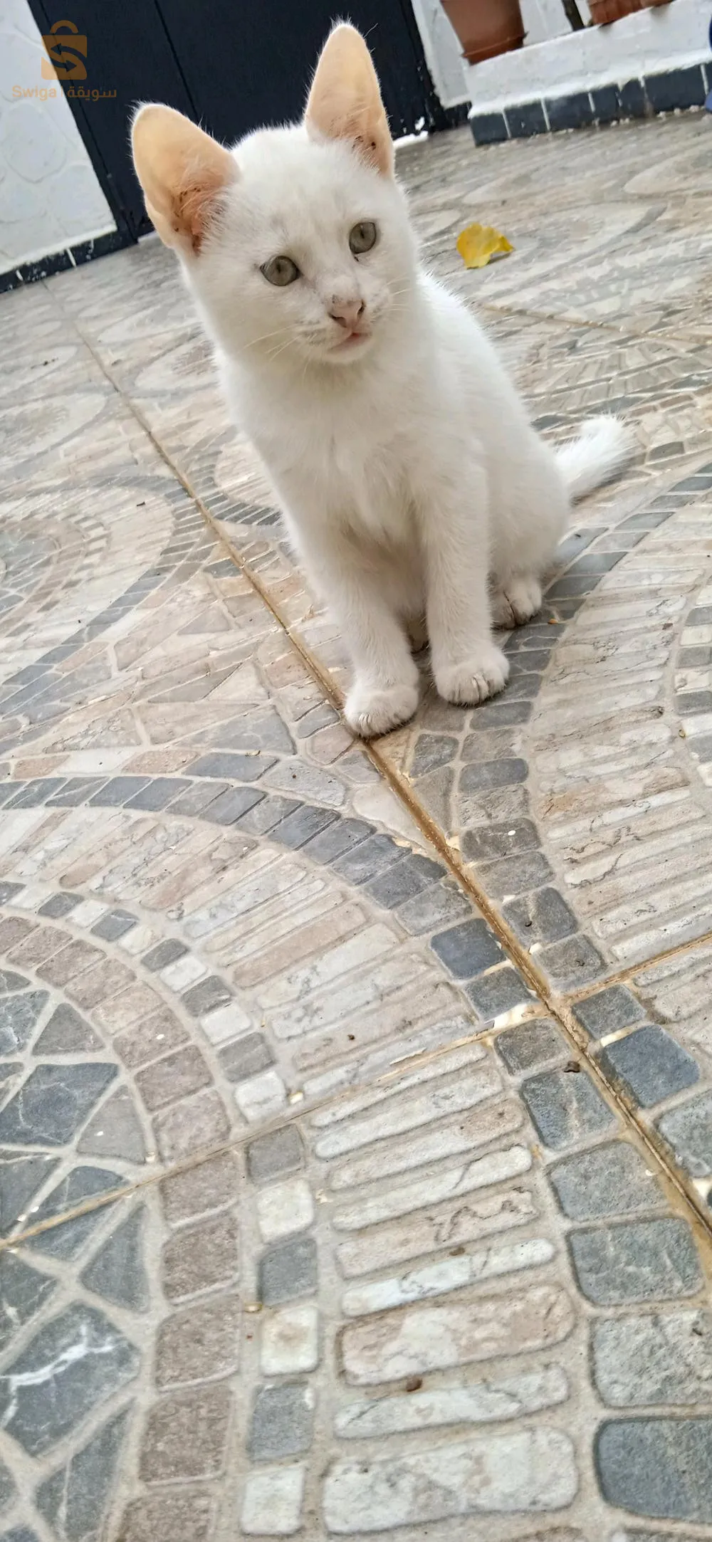 قطة أونڨورا