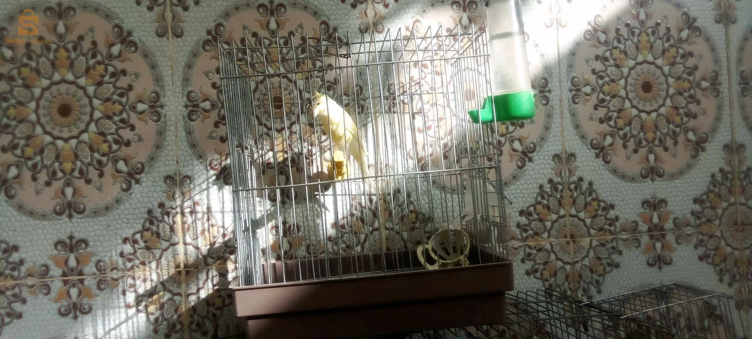 Canaris à vendre, 2 canaris Gloster, 2 canaris à crête, 2 canaris, jaune