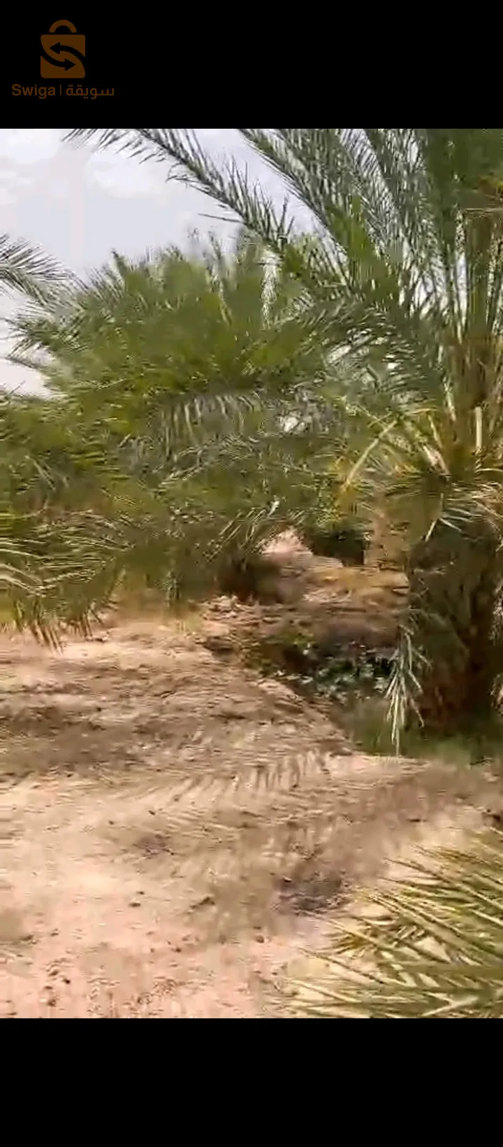 طولقة ولاية بسكرة