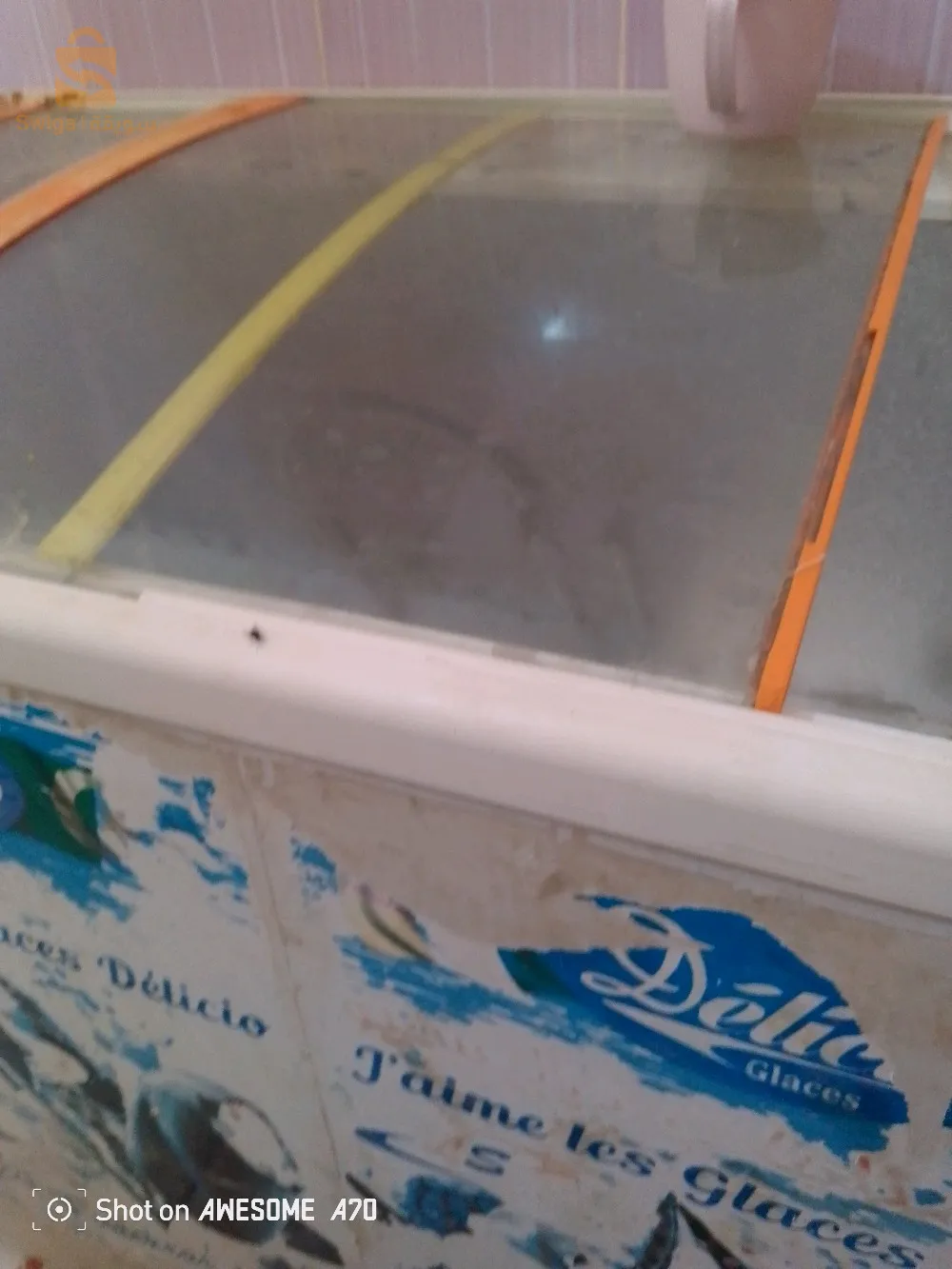 كونجيلاتور للبيع