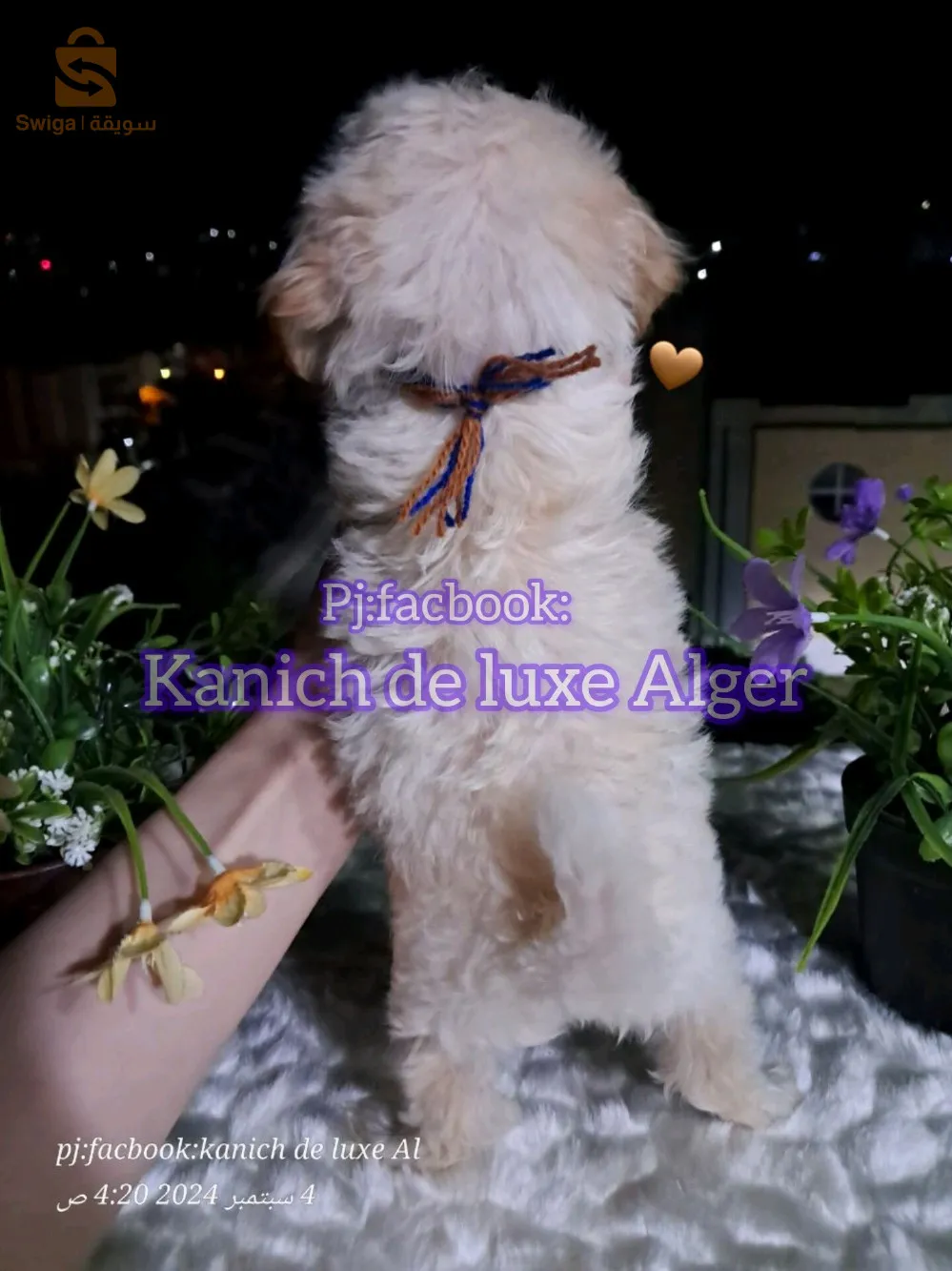 كانيش بيشون هافاني قزم