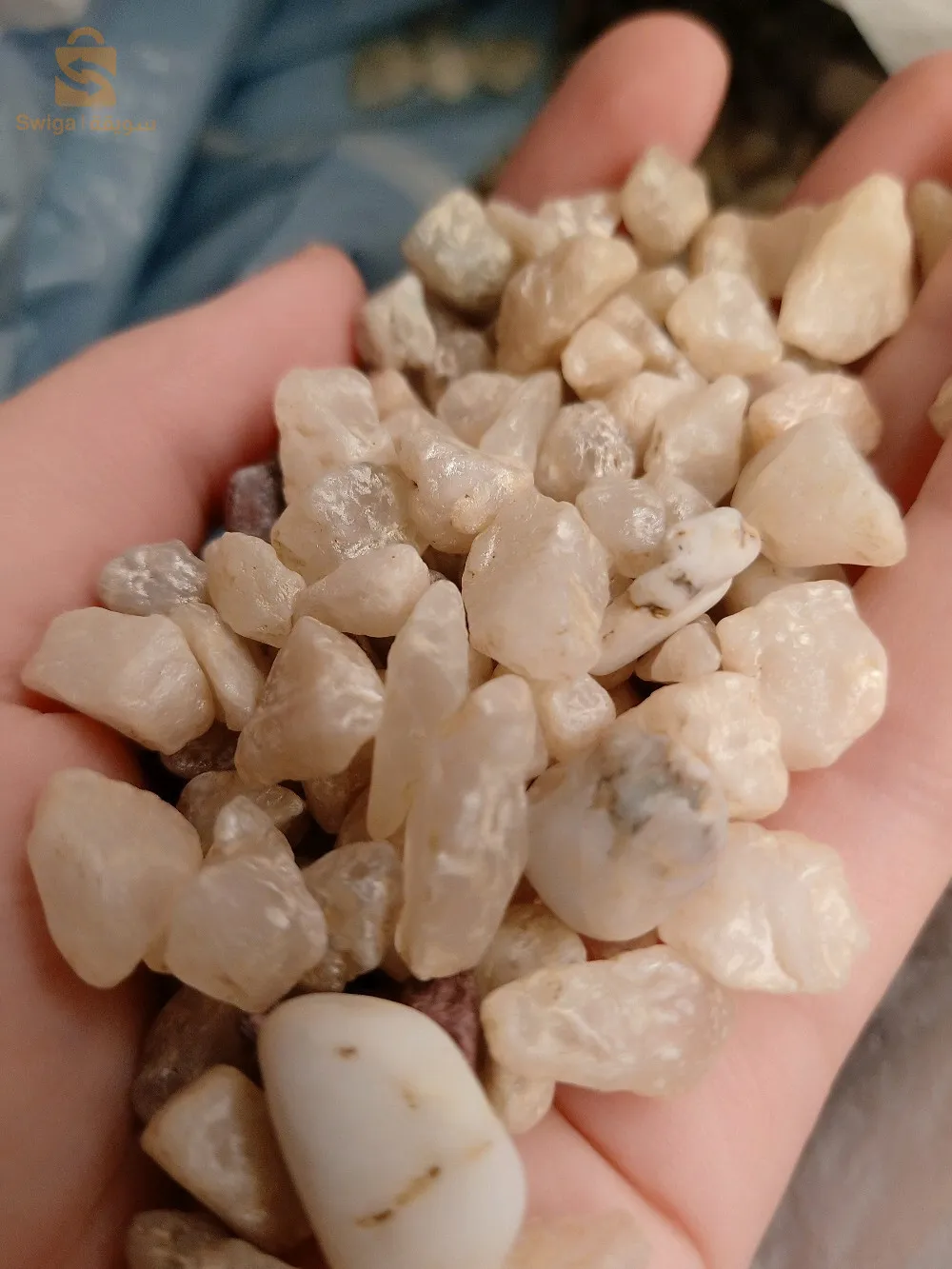 حوض سمك