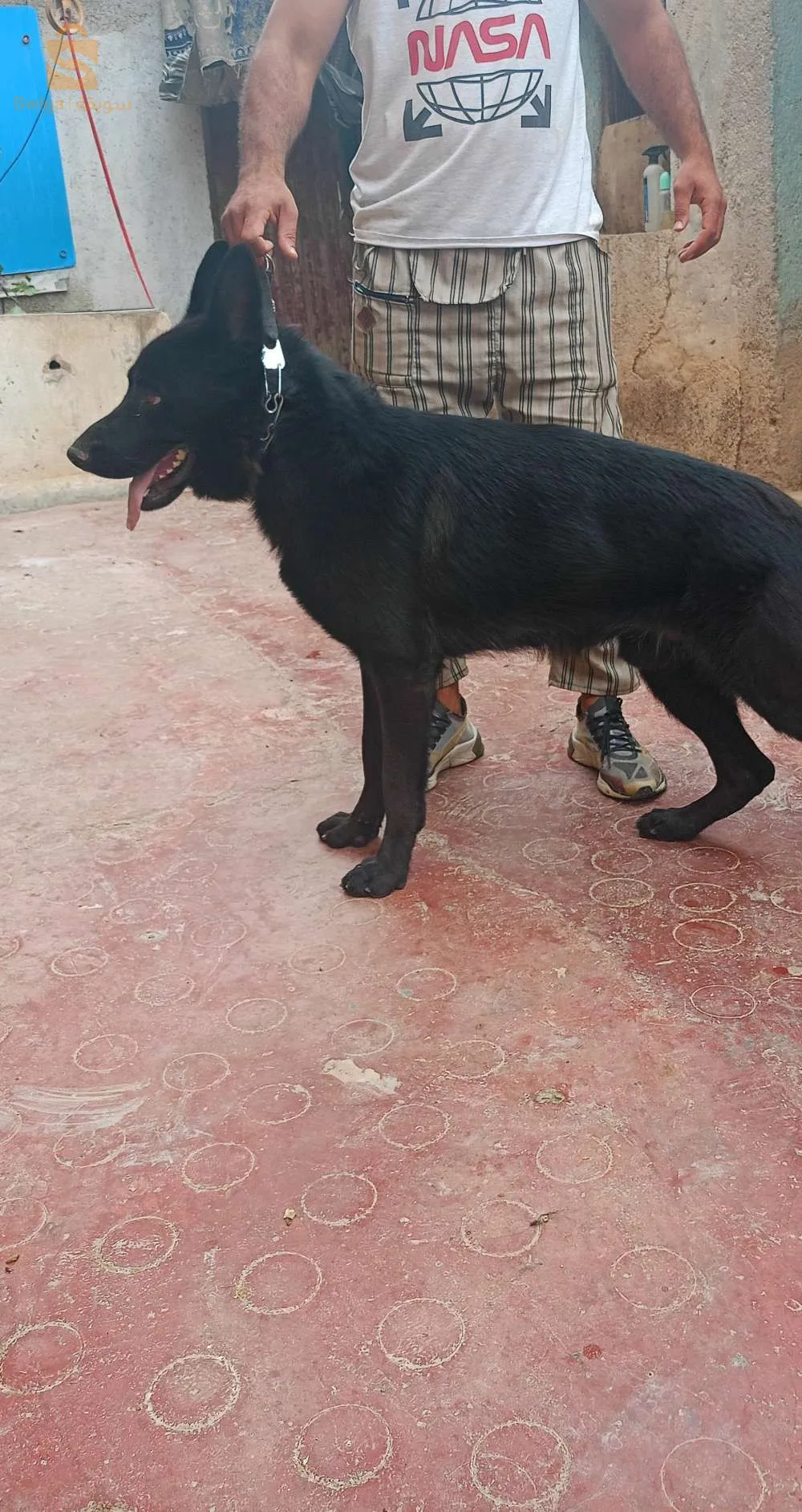 Berger allemand noir