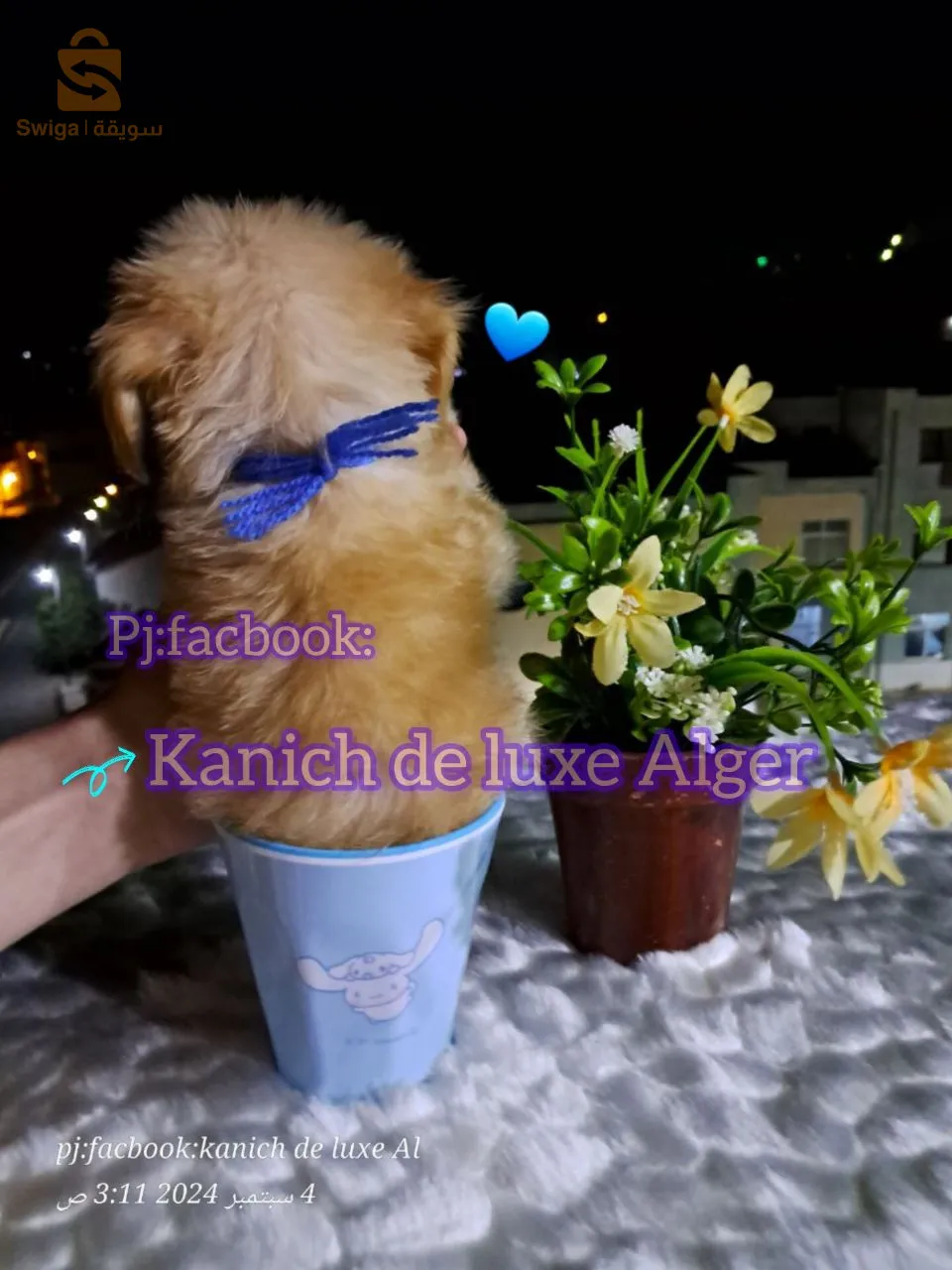 canich Bichon Havanais nain