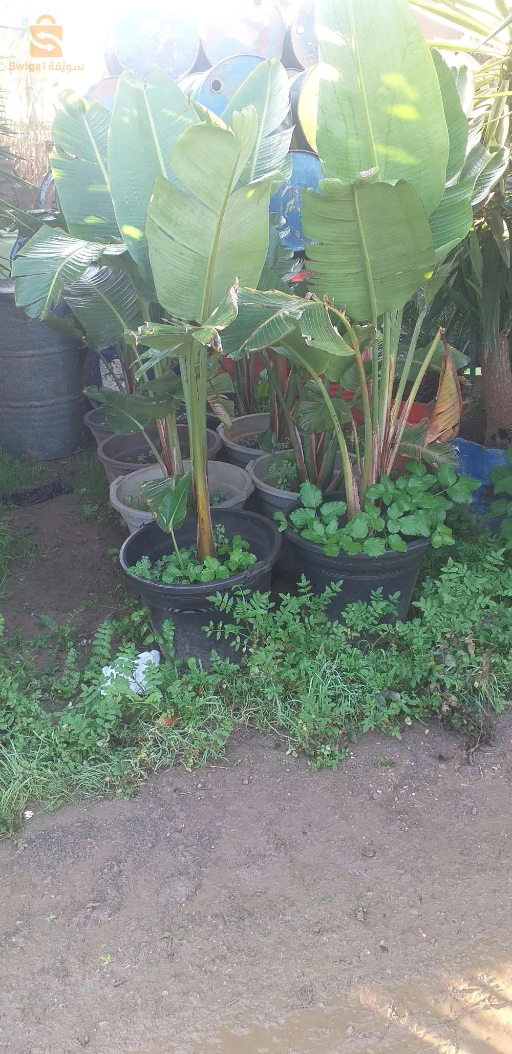 dicorationt de jardan