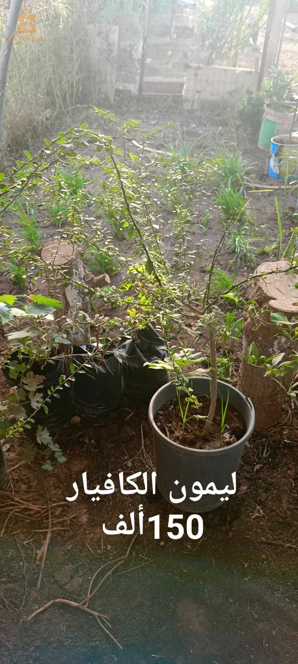 متوفر شتلات ؤاشجار