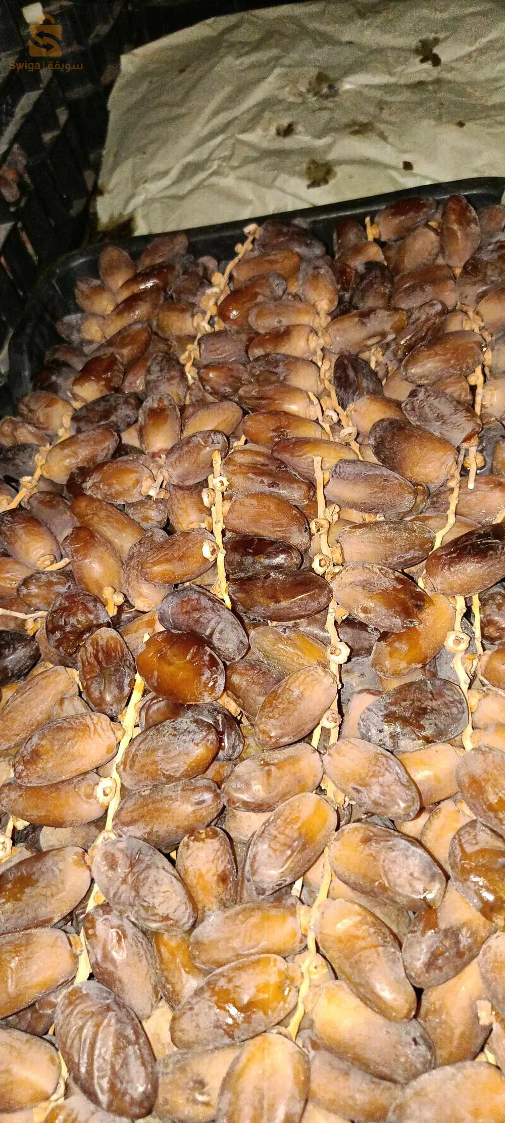 تمور نوعية ممتازة عرجون شمروخ كرطون