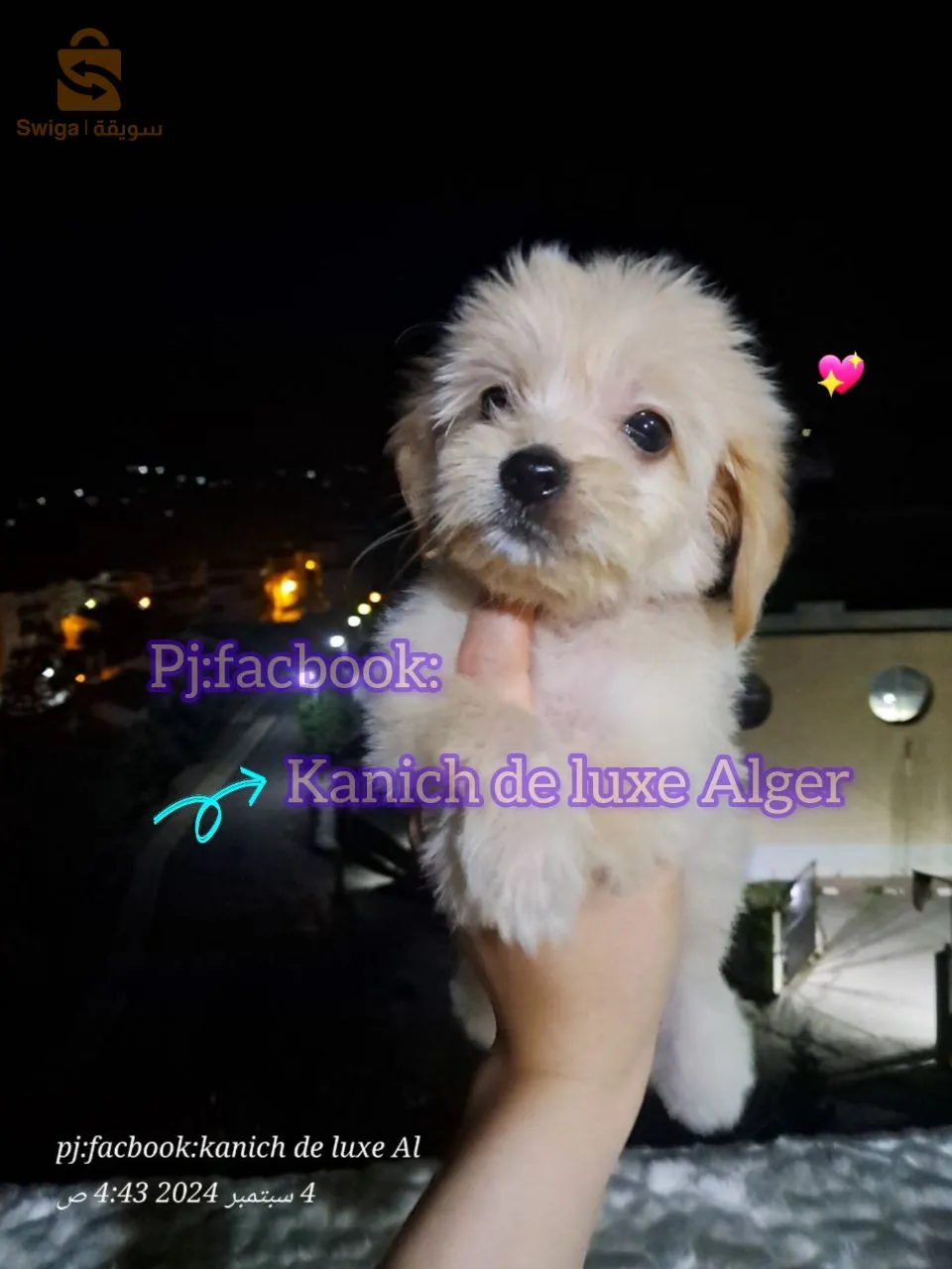 canich Bichon Havanais nain