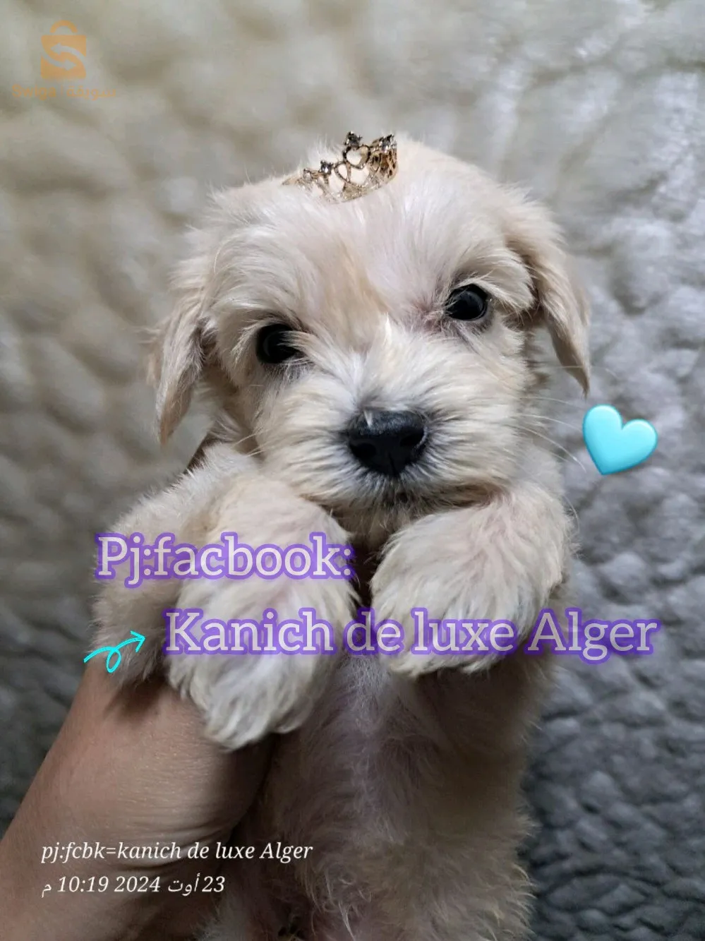 كانيش بيشون هافاني قزم