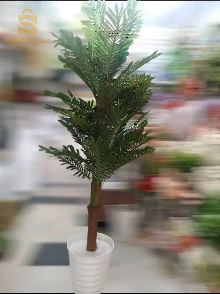 ابرز انواع الاشجار الطويلة عند محلاتنا بالمدية عند فرجاني