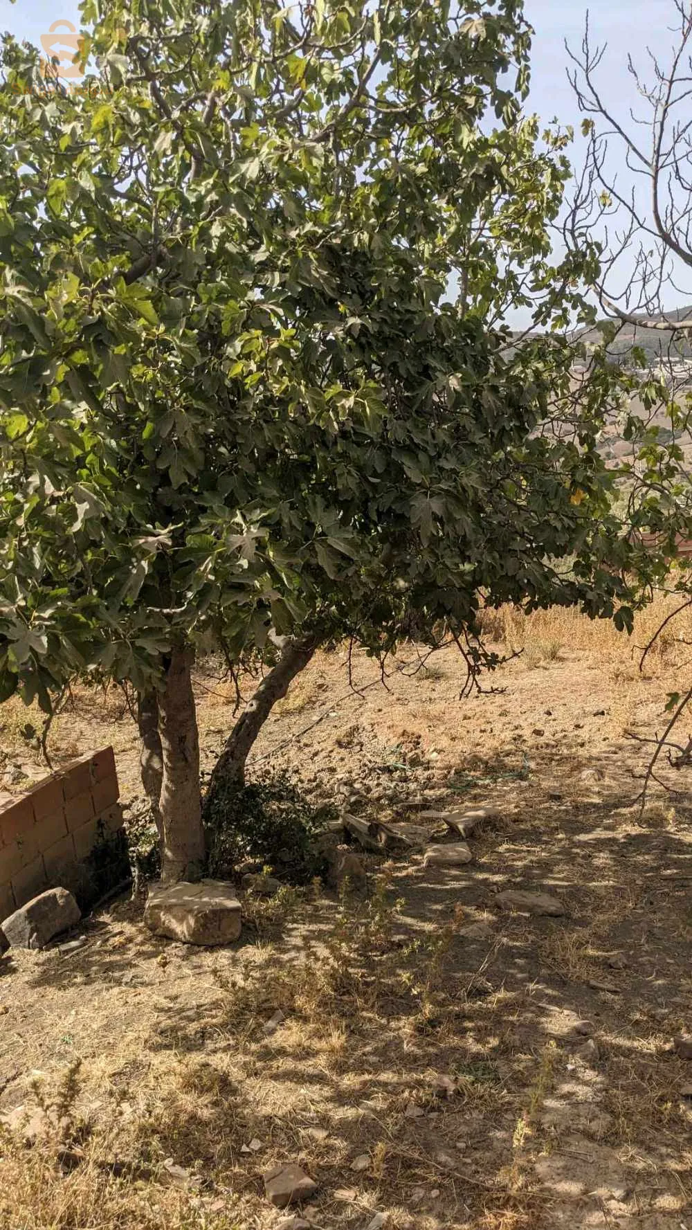 بيع قطعة أرض في مفتاح بلدية جبابرة ولاية البليدة 13أر ؟1300 مترا